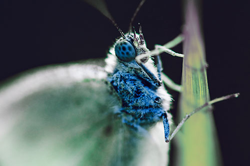 Wood White Butterfly Hugs Grass Blade (Blue Tint Photo)