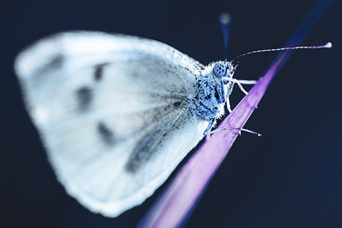 Wood White Butterfly Perched Atop Grass Blade (Blue Tint)
