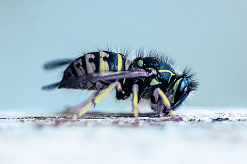 Yellowjacket Wasp Chewing Wood (Blue Tint)