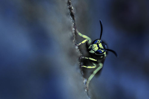 Yellowjacket Wasp Crawling Rock Vertically (Blue Tint Photo)