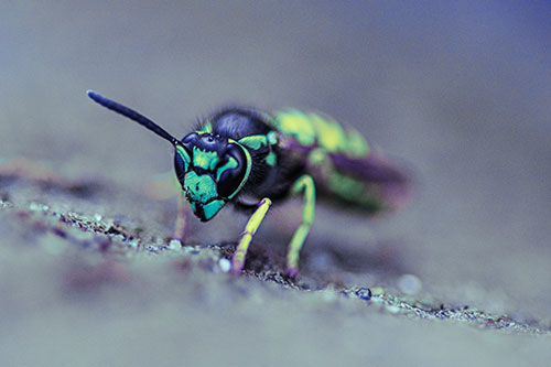Yellowjacket Wasp Prepares For Flight (Blue Tint Photo)
