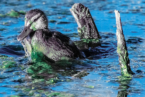 Young Mallard Duckling Playing Among Algae (Blue Tint)
