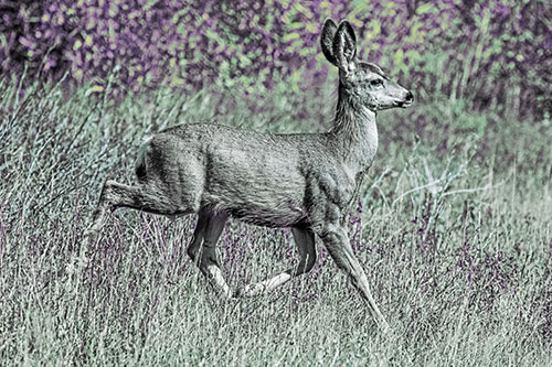 Young Mule Deer Galloping Across Grassland (Blue Tint)