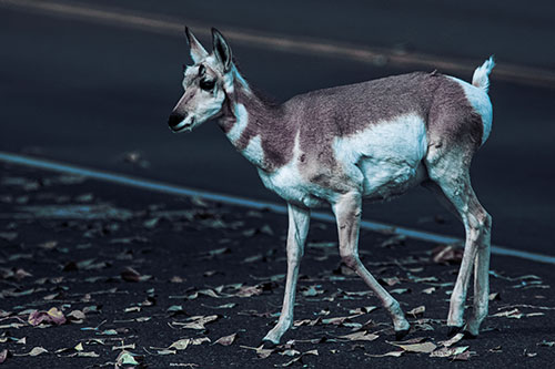 Young Pronghorn Crosses Leaf Covered Road (Blue Tint Photo)