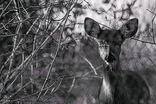 Young White Tailed Deer Watches Through Chain Link Fence (Blue Tint)