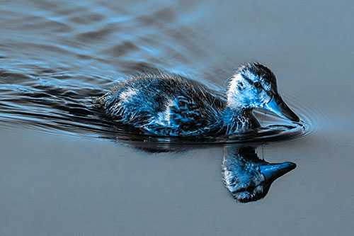 Aging Mallard Duckling Swimming Through Calm Water (Blue Tone)