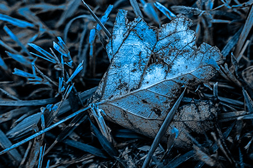 Agony Decaying Leaf Face Suffering Among Grass Blades (Blue Tone)
