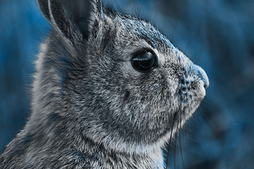 Alert Bunny Rabbit Detects Noise (Blue Tone Photo)