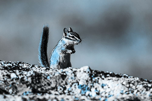 Alert Chipmunk Extending Tail Upwards (Blue Tone)