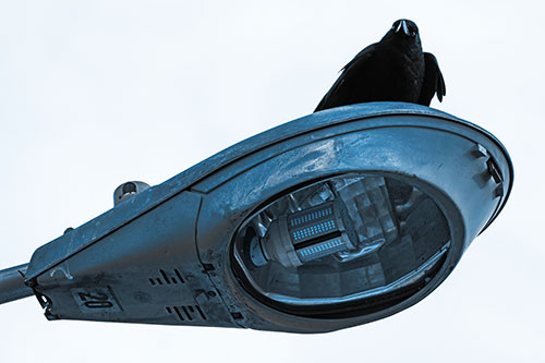 Alert Crow Keeping Watch Atop Light Pole (Blue Tone Photo)