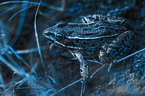 Alert Leopard Frog Prepares To Pounce (Blue Tone Photo)