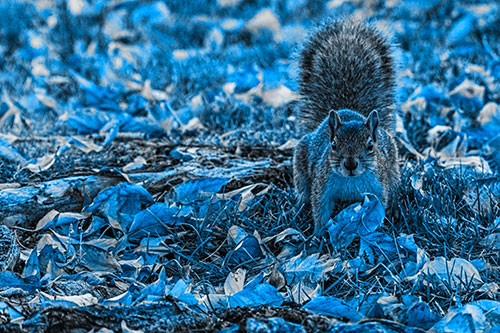 Alert Squirrel Freezes Among Fall Leaves (Blue Tone)