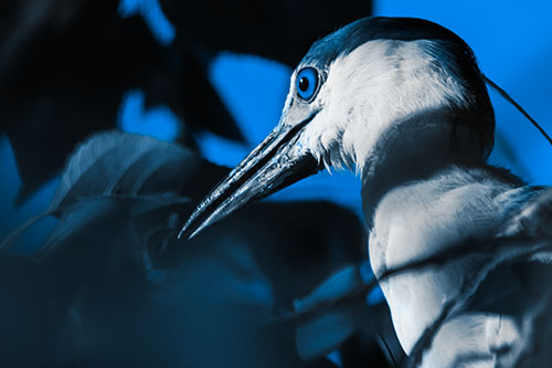 Algae Beak Black Crowned Night Heron (Blue Tone Photo)