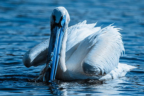 Algae Beaked Pelican Fishes For Salamanders (Blue Tone)