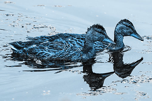 Algae Coated Female Mallard Ducks Swimming In Unison (Blue Tone Photo)