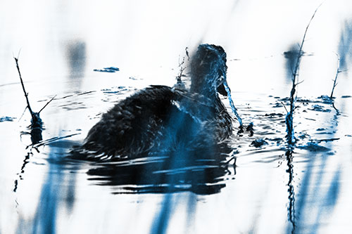 Algae Covered Loch Ness Mallard Monster Duck (Blue Tone Photo)