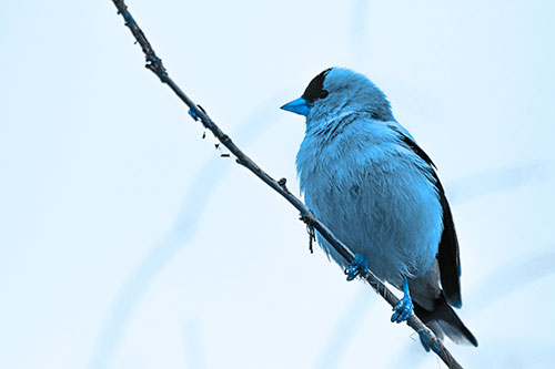 American Goldfinch Perched Along Slanted Branch (Blue Tone Photo)