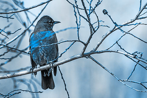 American Robin Looking Sideways Among Twisting Tree Branches (Blue Tone)