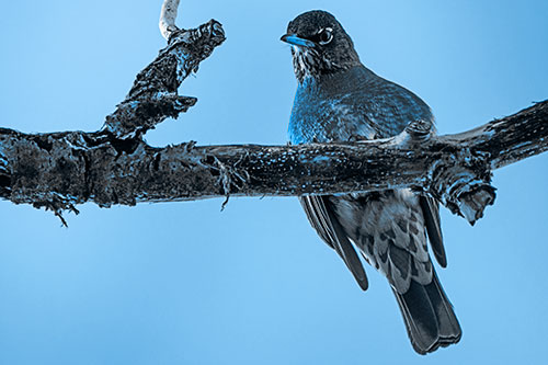 American Robin Perched Along Thick Decomposing Tree Branch (Blue Tone)