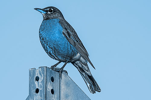 American Robin Perched Atop Metal Sign (Blue Tone Photo)