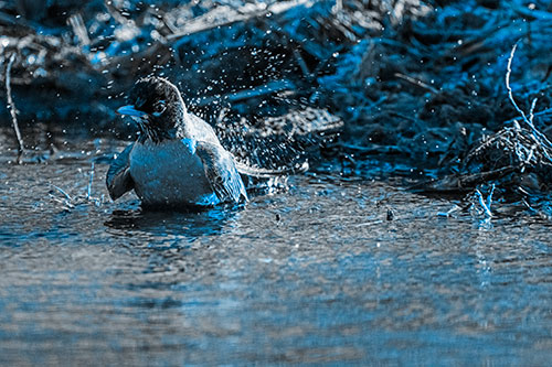 American Robin Splashing River Water (Blue Tone Photo)