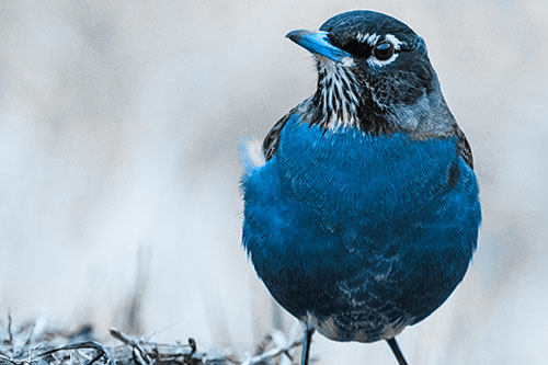 American Robin Standing Strong Against Wind (Blue Tone Photo)