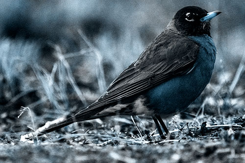 American Robin Standing Strong Among Dead Leaves (Blue Tone Photo)