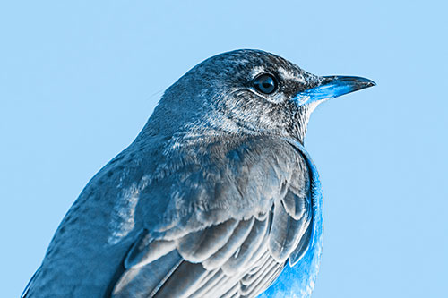 American Robin Watching Sunrise Along Horizon (Blue Tone)