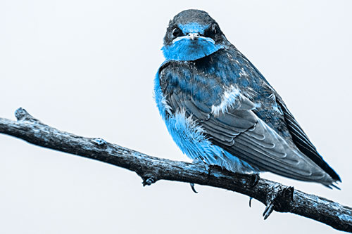 Angry Barn Swallow Looking Backwards (Blue Tone)