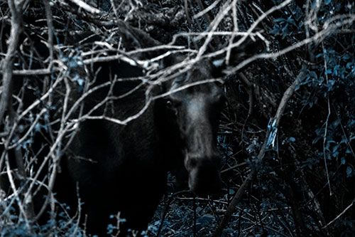 Angry Faced Moose Behind Tree Branches (Blue Tone Photo)