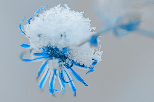 Angry Snow Faced Aster Screaming Among Cold (Blue Tone Photo)