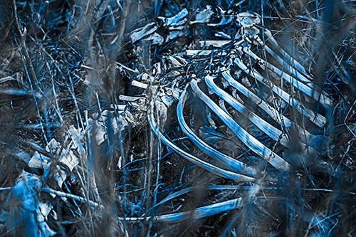 Animal Skeleton Remains Resting Beyond Plants (Blue Tone Photo)