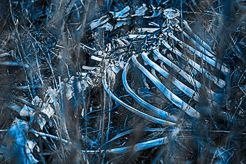 Animal Skeleton Remains Resting Beyond Plants (Blue Tone)