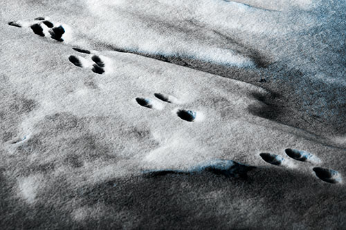Animal Snow Footprint Trail (Blue Tone Photo)