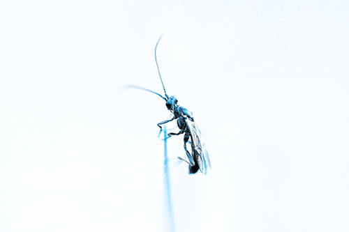 Ant Clinging Atop Piece Of Grass (Blue Tone Photo)