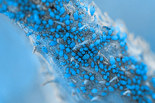 Aphid Colony Gathered Among Milkweed Stem (Blue Tone)