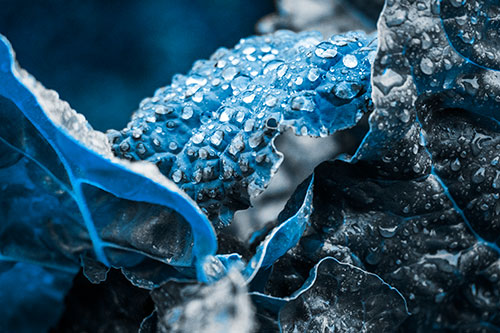 Arching Leaf Water Droplets (Blue Tone Photo)