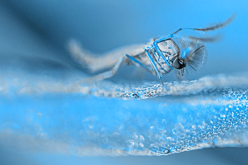 Arm Raising Midge Fly Standing Among Leaf (Blue Tone)