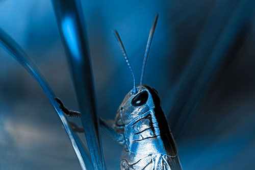 Arm Resting Grasshopper Watches Surroundings (Blue Tone Photo)