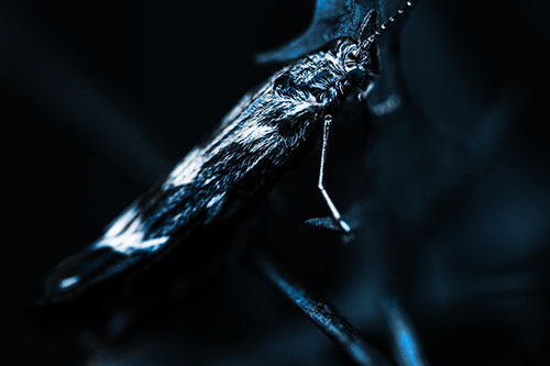 Arm Resting Leaf Blotch Miner Moth (Blue Tone Photo)