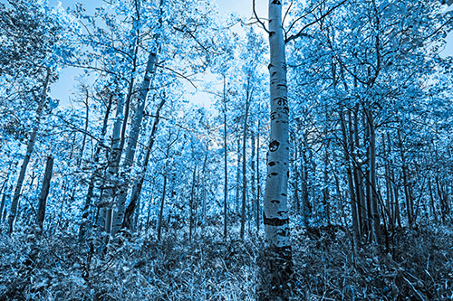 Aspen Trees Illuminate Among Sunshine (Blue Tone Photo)