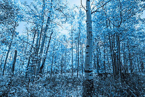 Aspen Trees Illuminate Among Sunshine (Blue Tone)
