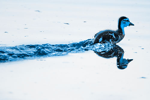Baby Mallard Duckling Running Across Lake Water (Blue Tone Photo)