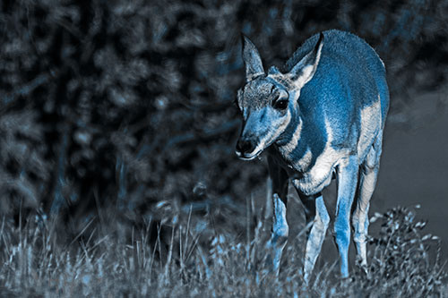Baby Pronghorn Feasts Among Grass (Blue Tone Photo)