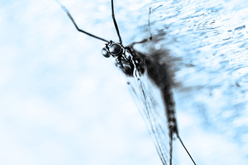 Back Bending Big Eyed Mayfly Resting (Blue Tone Photo)