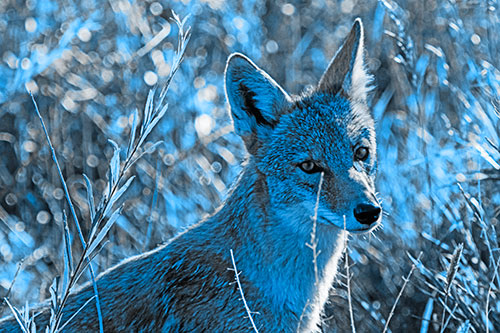 Bashful Coyote Spots Human (Blue Tone Photo)