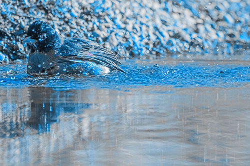 Bathing American Robin Splashing Water Along Shoreline (Blue Tone Photo)