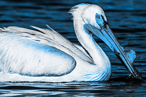 Beak Dipping Pelican Eying Across Lake Water (Blue Tone)