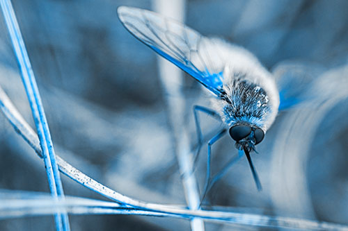 Bee Fly Balances Atop Dried Grass Blades (Blue Tone)