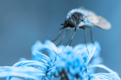 Bee Fly Standing Atop Gumplant Petals (Blue Tone)